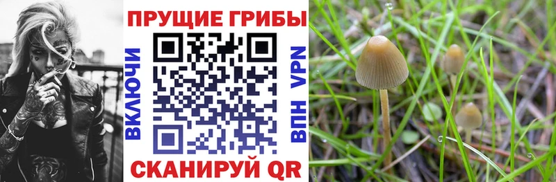 купить наркоту  Давлеканово  hydra ссылки  Псилоцибиновые грибы Cubensis 